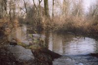 Dwukolanka - naturalny ciek wodny