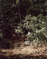 Las Niegocin