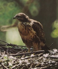 Myszow
