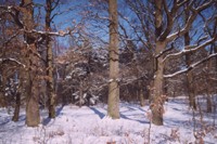 Park podworski w Kczewie
