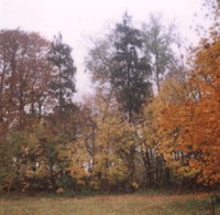 Park podworski w Lewiczynie