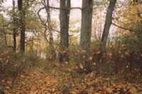 Resztki parku krajobrazowego w Lewiczynie