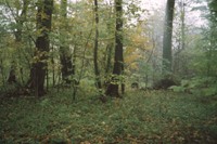 Park podworki w Lewiczynie