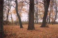 Park podworski w Lipowcu