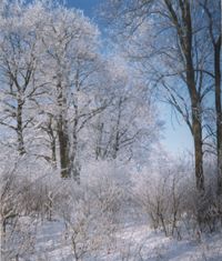 Park podworski w Turzy Wielkiej