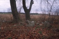 Park podworski w Turzy Wielkiej - gazy pochodzce z fundamentw dworu
