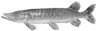 Szczupak